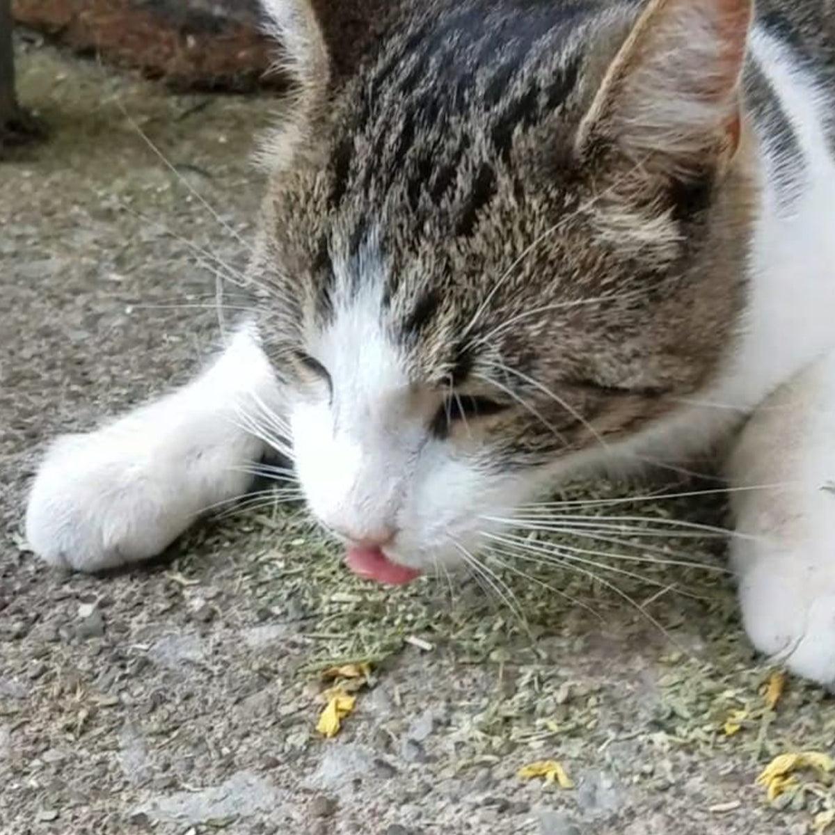 Harvest Moon - Catnip, Sunflower, Bits O' Pumpkin & Silvervine Blend