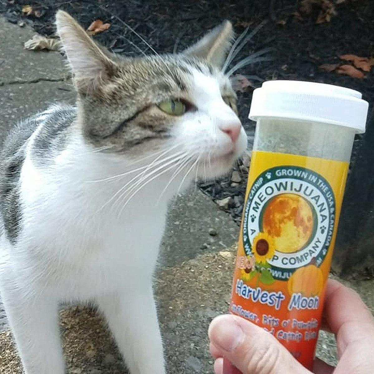 Harvest Moon - Catnip, Sunflower, Bits O' Pumpkin & Silvervine Blend