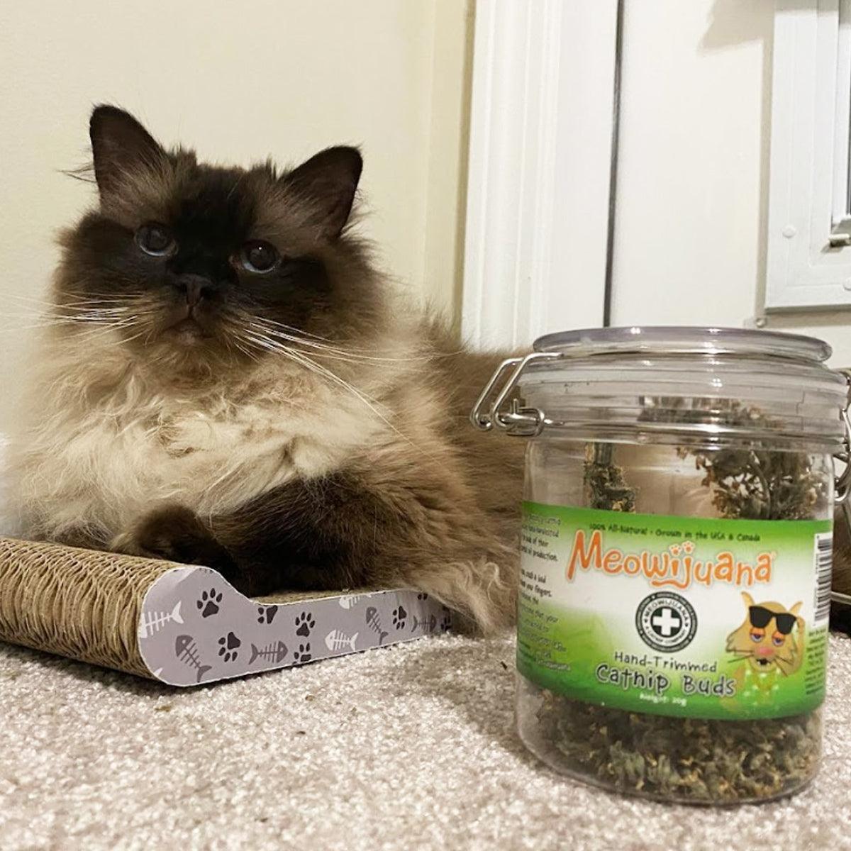 Jar of Organic Catnip Buds