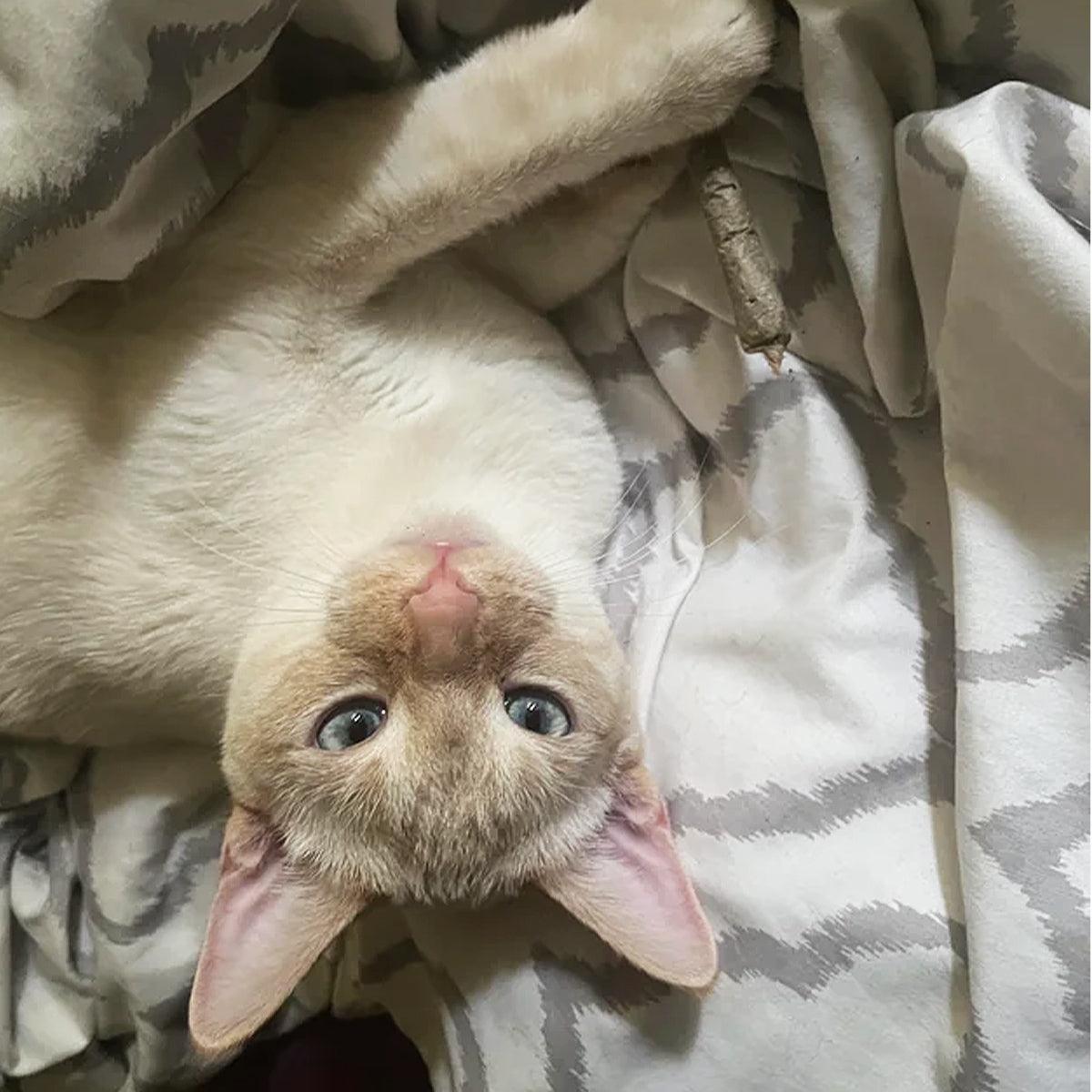 Catnibas® - King Size Meowy J's