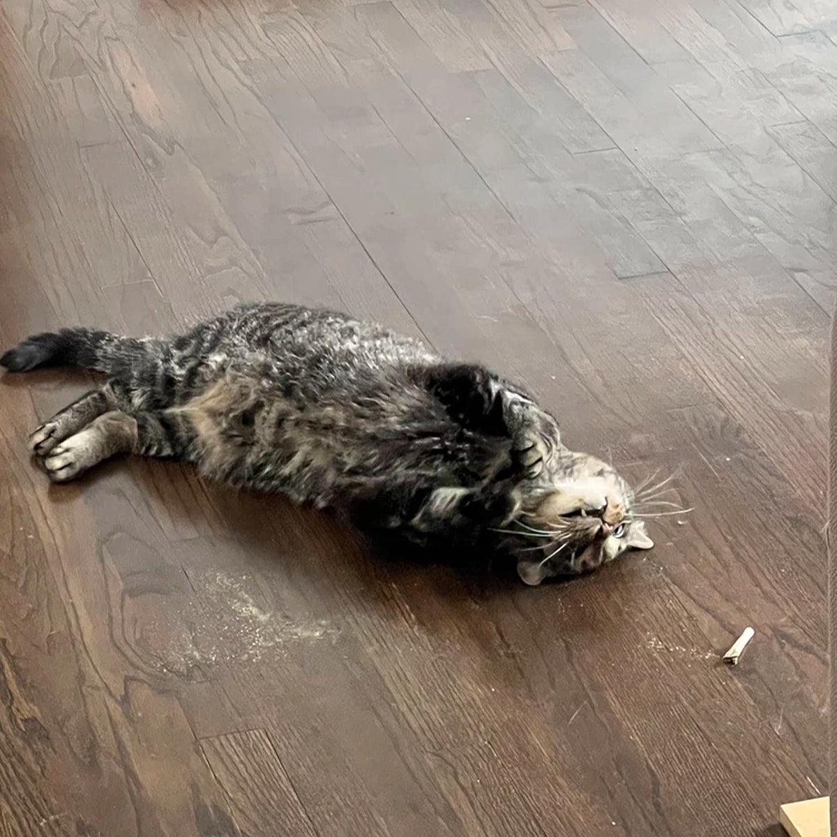 Catnibas® - King Size Meowy J's