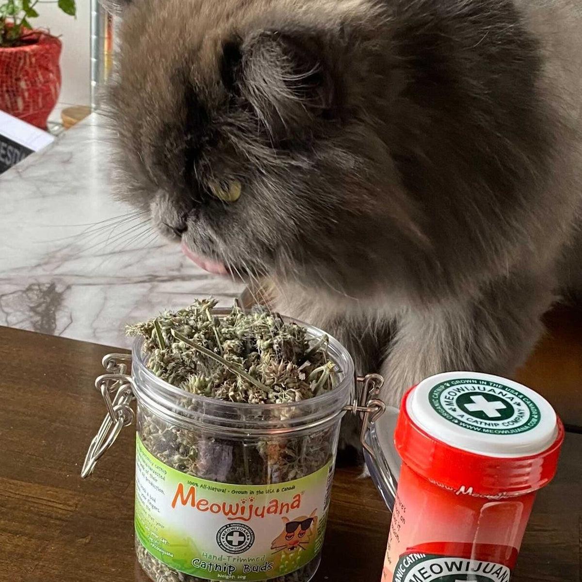 Jar of Organic Catnip Buds