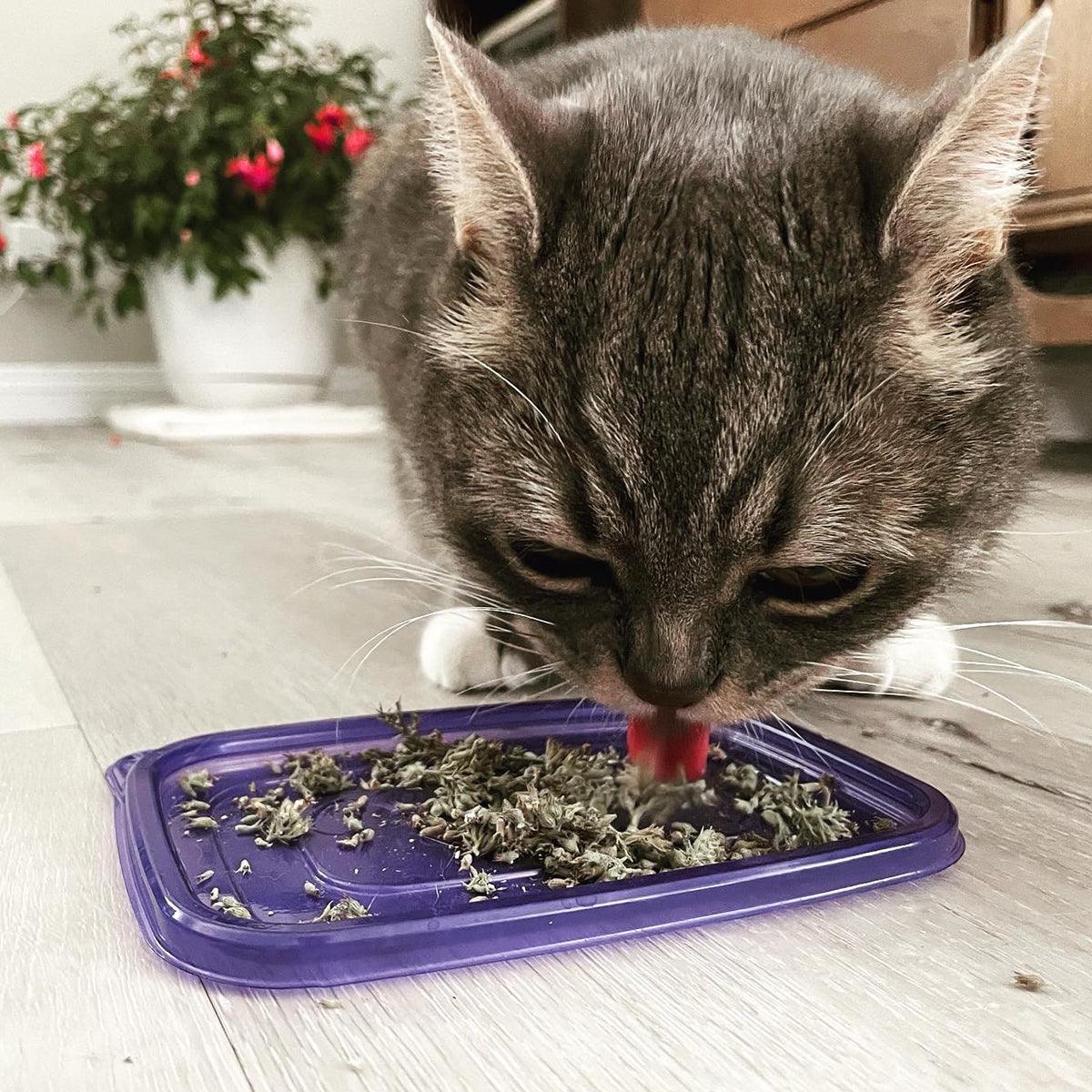 Jar of Organic Catnip Buds