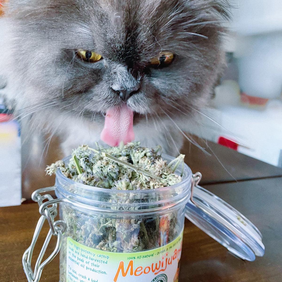 Jar of Organic Catnip Buds