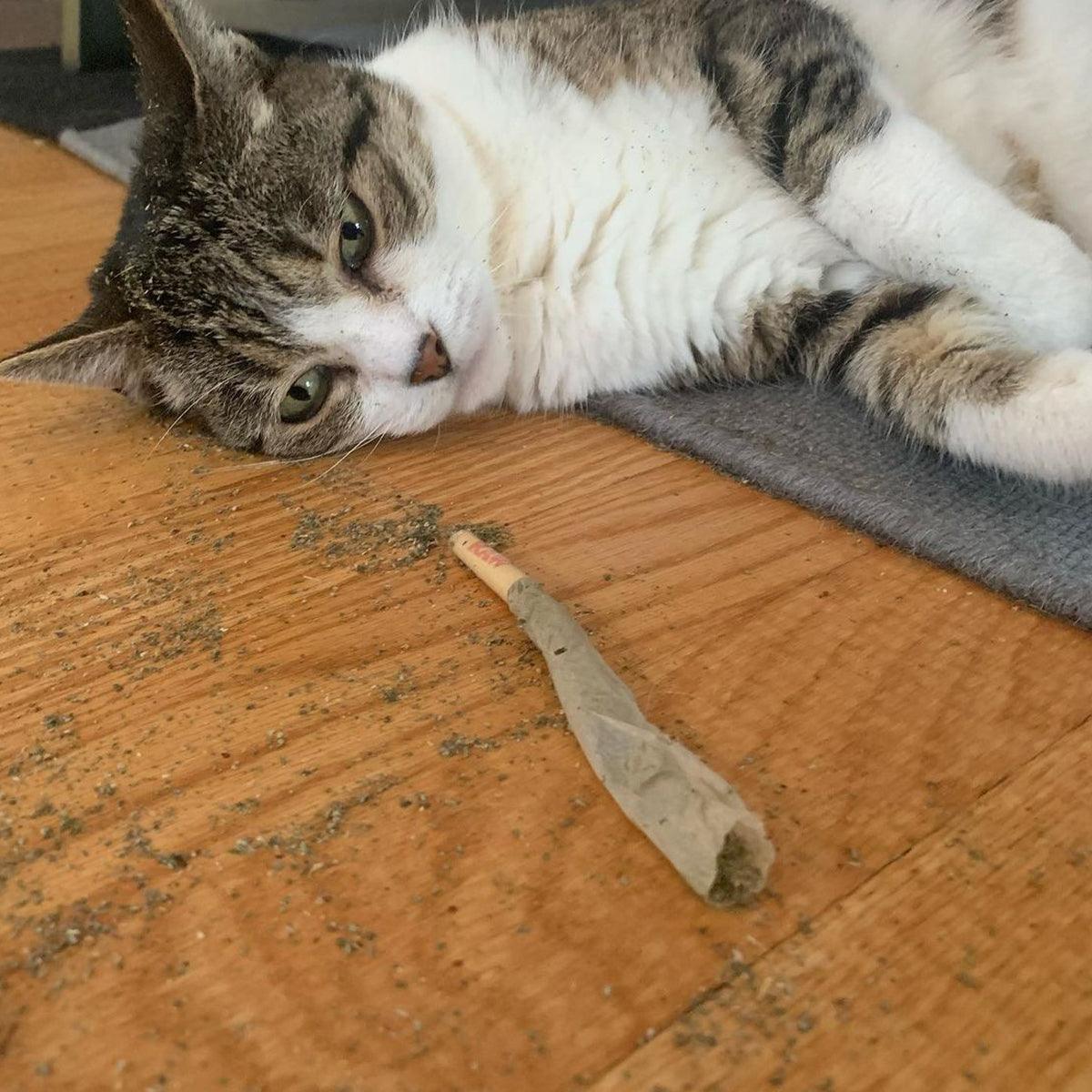 Catnibas® - King Size Meowy J's