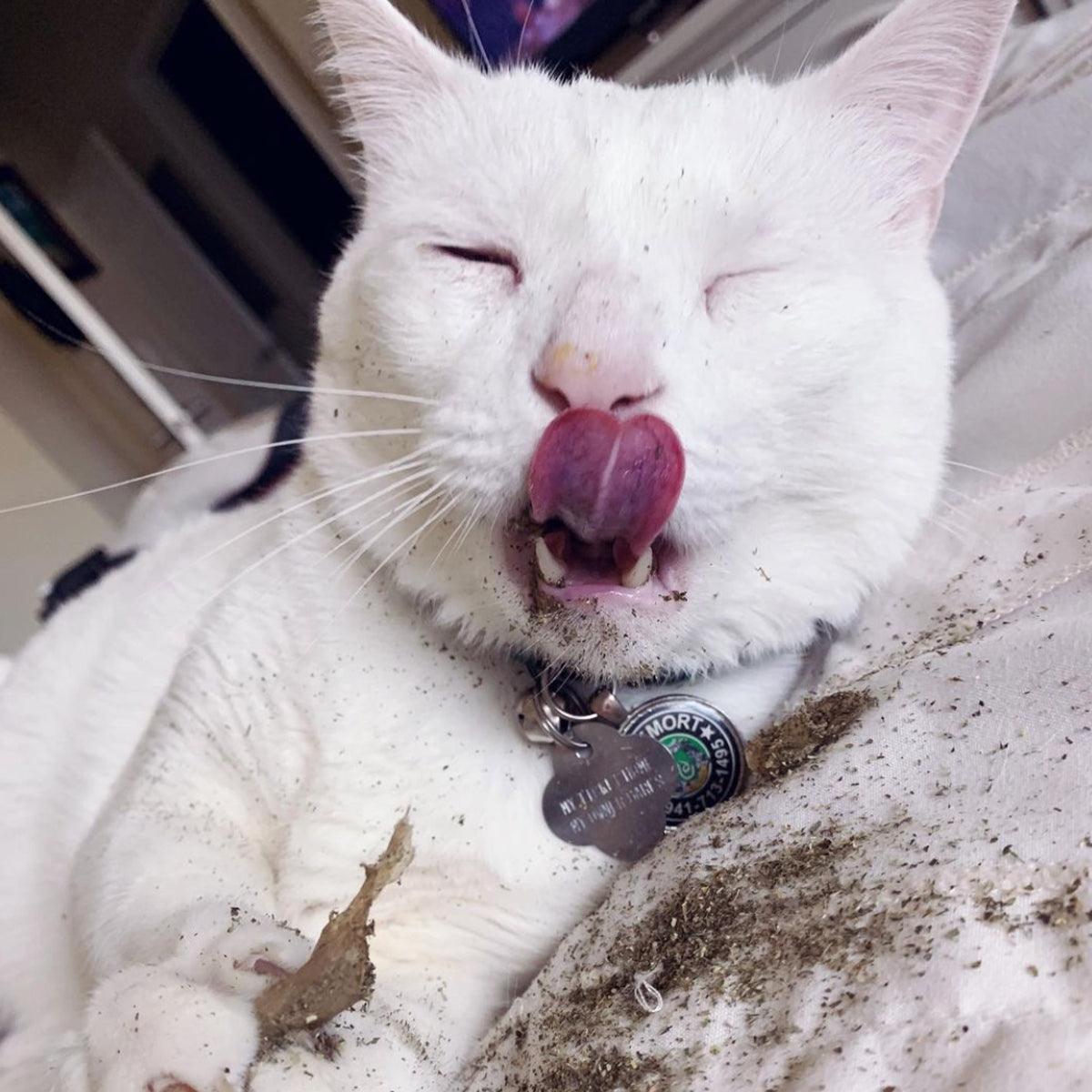 Catnibas® - King Size Meowy J's
