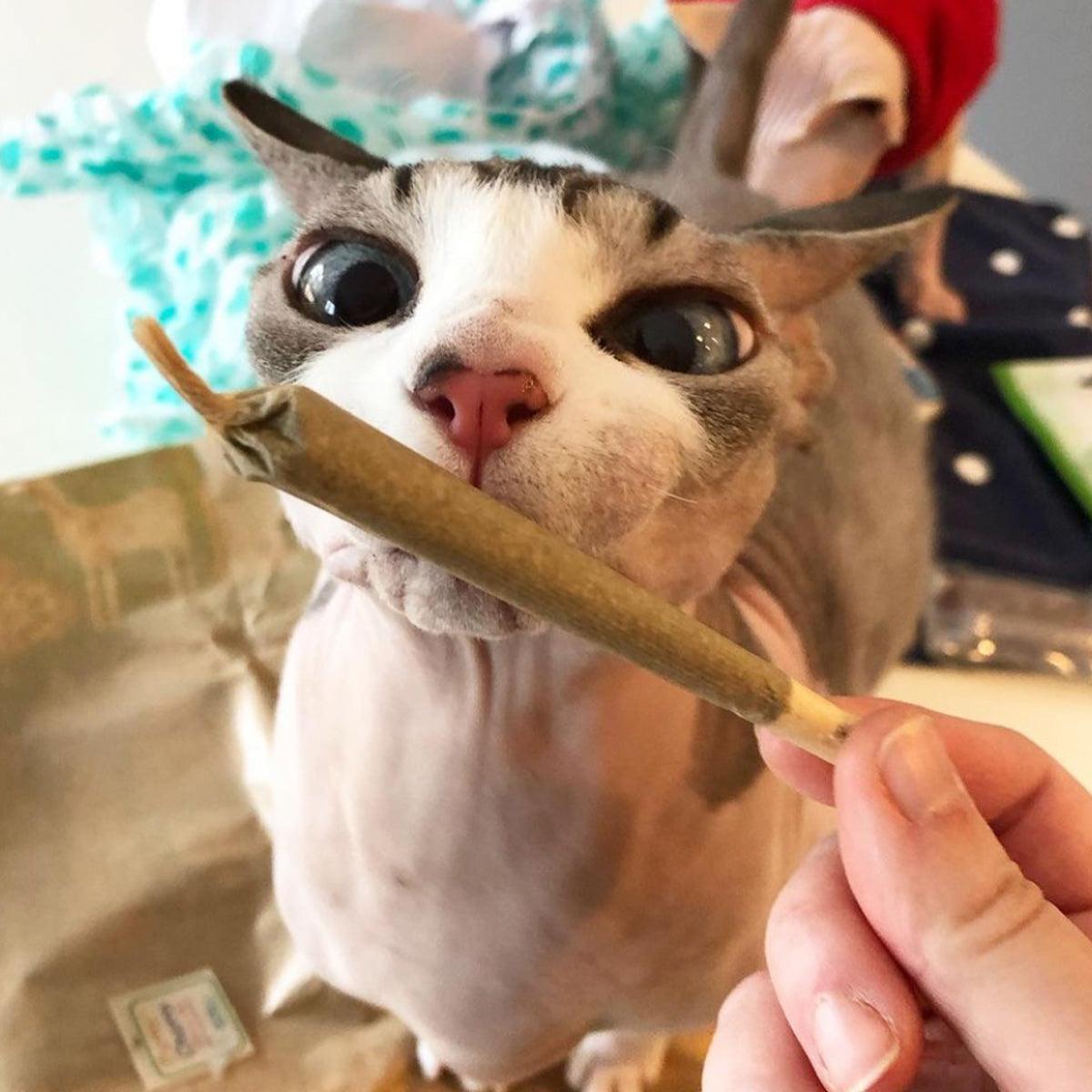 Catnibas® - King Size Meowy J's