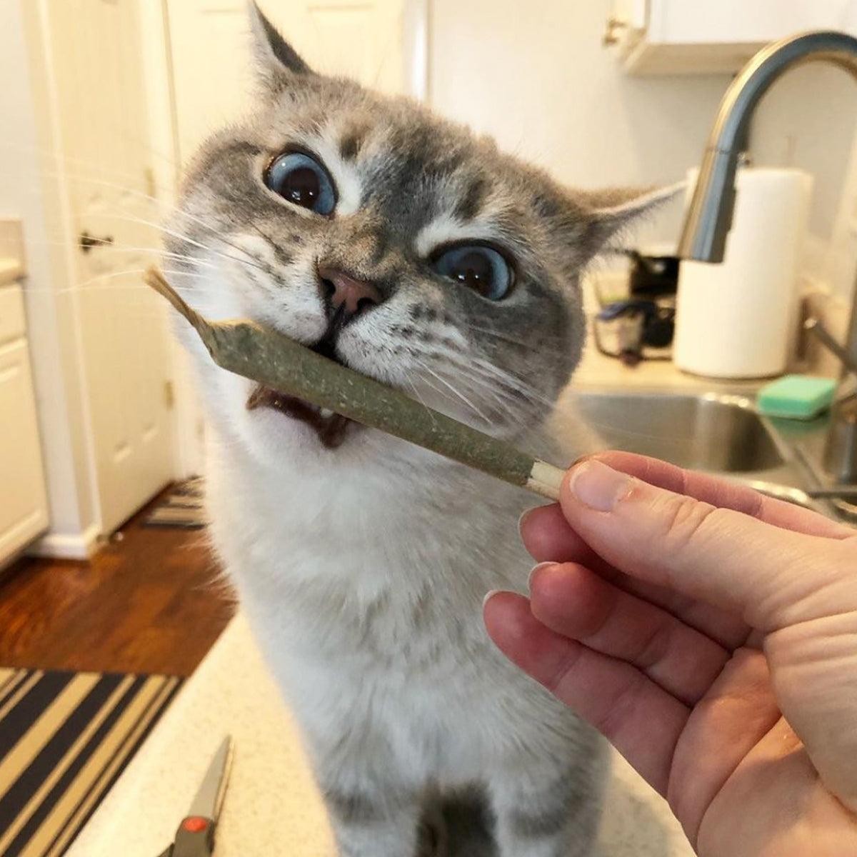Catnibas® - King Size Meowy J's