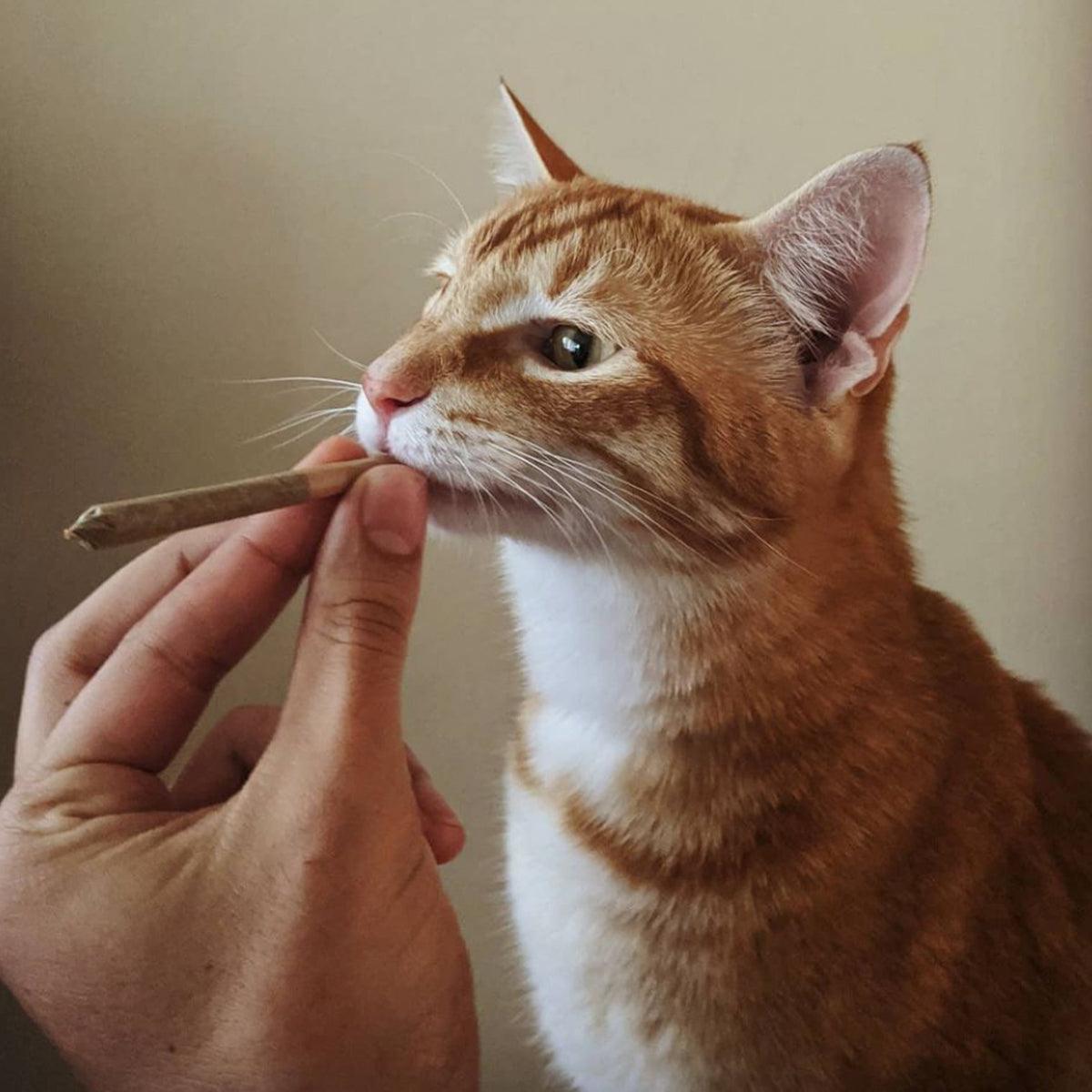 Catnibas® - King Size Meowy J's