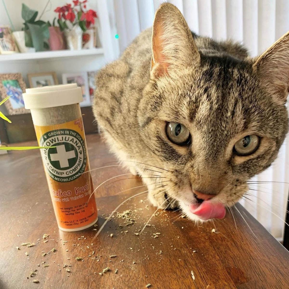 Kalico Kush - Valerian Root & Catnip Blend