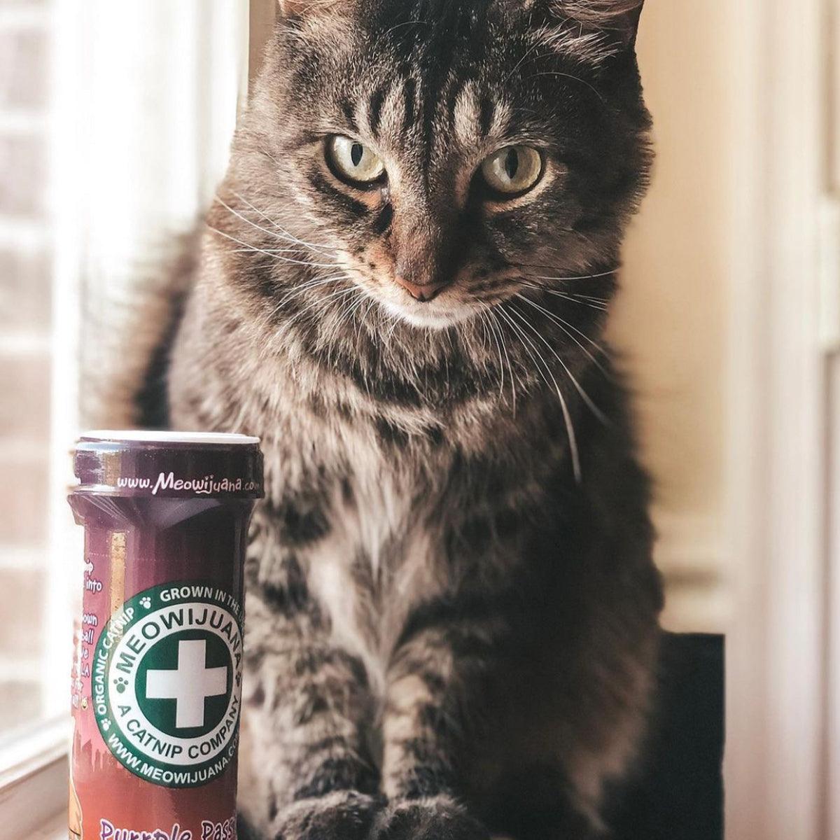 Purrple Passion - Silvervine & Catnip Blend