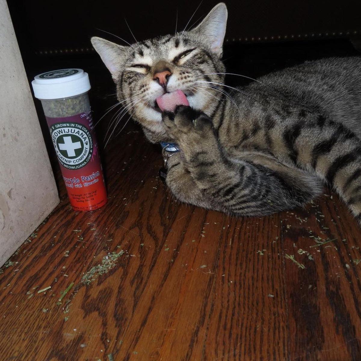 Purrple Passion - Silvervine & Catnip Blend
