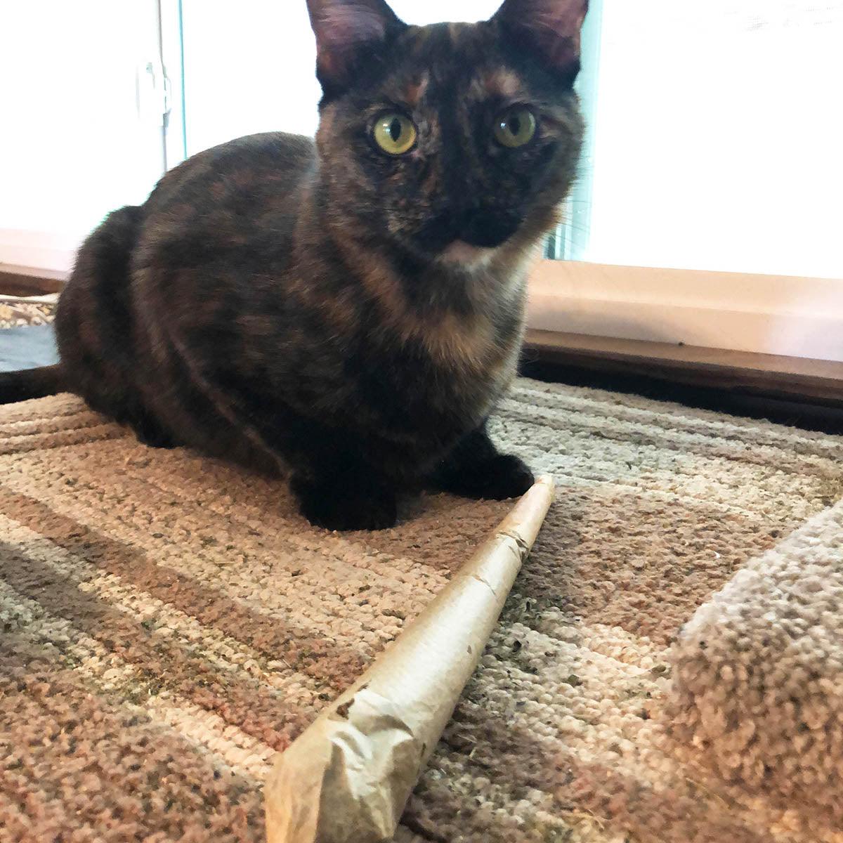 Catnibas® - Supernatural Meowy J
