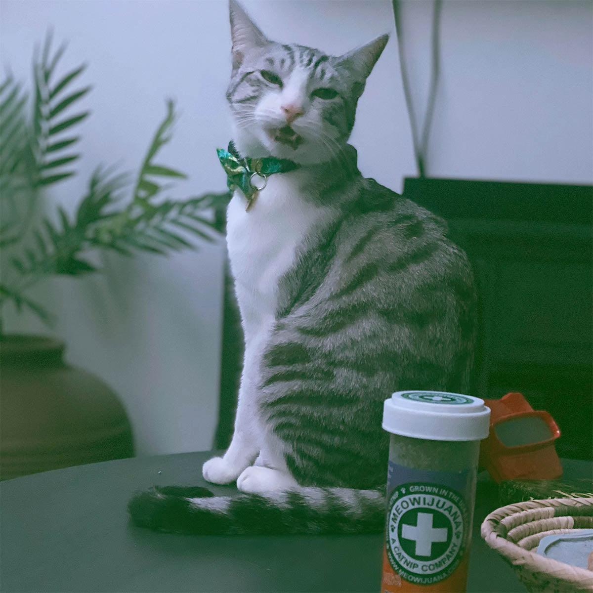 Thyme Out - Thyme & Catnip Blend