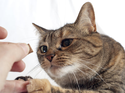 4 Tricks You Can Train Your Cat to Do - Meowijuana - A Catnip Company