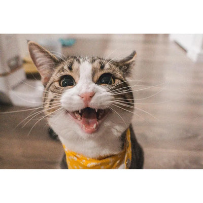 A close-up of a tabby cat wearing a yellow bandana, meowing at the camera.