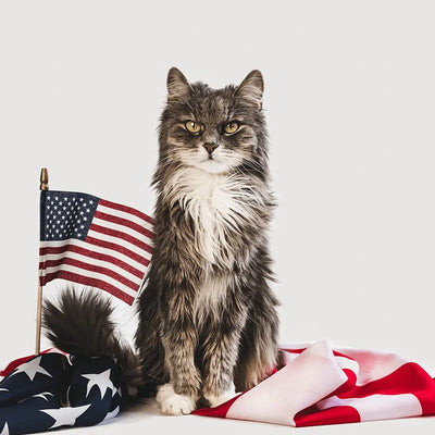 A majestic long-haired cat sitting proudly beside an American flag, with a draped Stars and Stripes scarf.