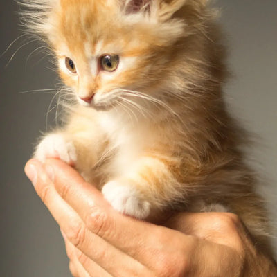 A fluffy orange kitten cradled gently in human hands.