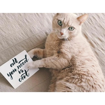 A cozy cat lies on a beige bed with a card beside it that reads, "All you need is cat." The cat gazes curiously at the camera.