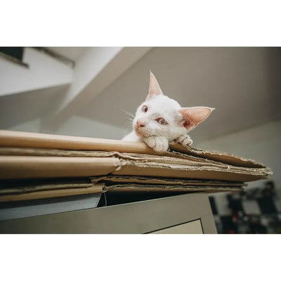 A curious white cat rests its head on a stack of cardboard boxes, gazing playfully at the camera with its ears perked.