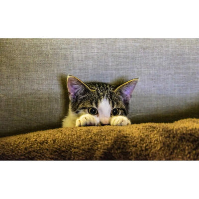 A playful kitten peeking over the edge of a sofa, its paws draped over the front, eyes wide and curious.