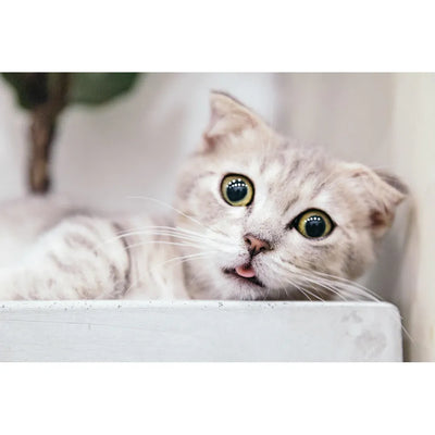 A light gray cat with mesmerizing yellow eyes peeking over the edge, with its mouth slightly open.