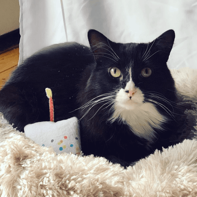 It's Catober! - The Universal Birthday For All Cats - Meowijuana - A Catnip Company
