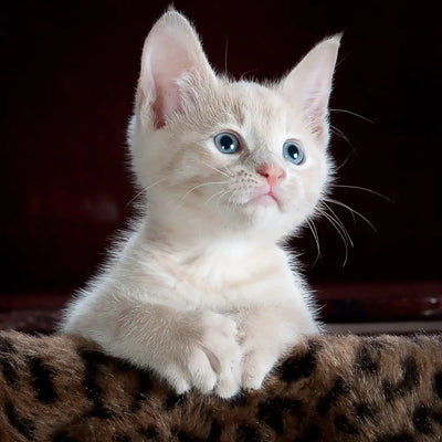 A tiny cream-colored kitten with bright blue eyes perched on a fuzzy surface.