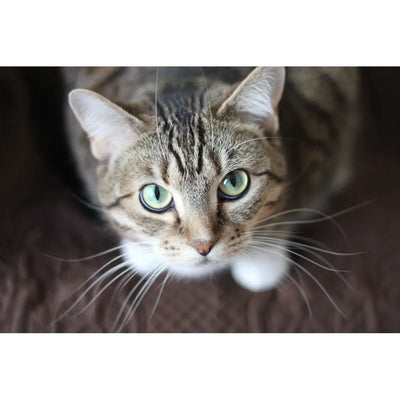 A close-up of a tabby cat with striking green eyes and prominent whiskers, looking up at the camera.