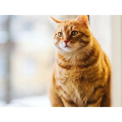 A focused orange tabby cat gazes out, its striking green eyes set against a soft, blurred background.