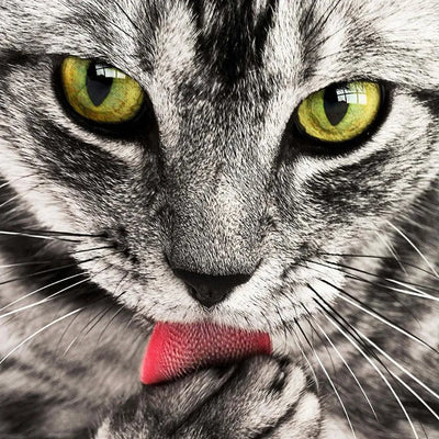 A close-up of a gray tabby cat with striking yellow eyes, grooming its paw with a pink tongue.