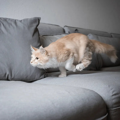 A fluffy cream-colored cat mid-jump on a grey couch, looking focused and ready to pounce.