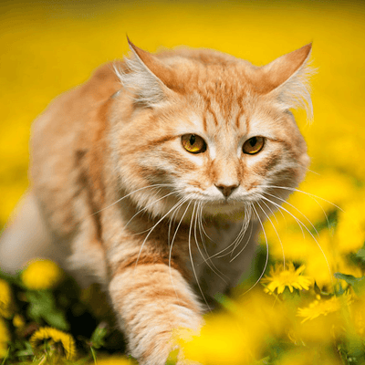 Should My Cat Have Dandelion? - Meowijuana - A Catnip Company