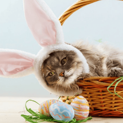 How To Make Easter Fun For Your Cats - Meowijuana - A Catnip Company