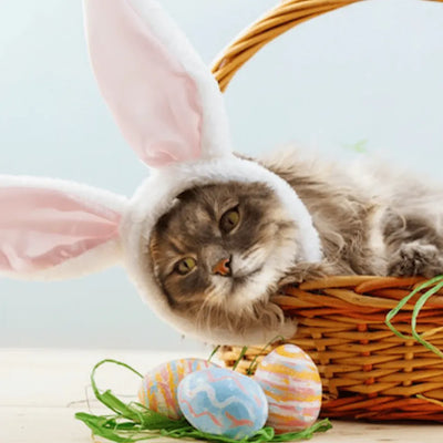 A fluffy cat wearing bunny ears, nestled in an Easter basket with colorful eggs around.