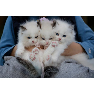Three adorable white kittens with blue eyes are snugly held in someone's lap, displaying their tiny pink paws.