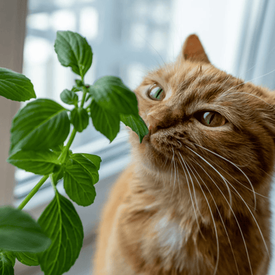 The Effects And Benefits Of Herbs For Cats