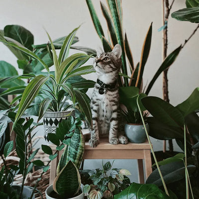 A tabby kitten with striking markings sitting amidst a lush collection of houseplants, gazing upwards with curiosity.