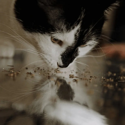 A black and white cat intently observing its reflection in a puddle, with scattered catnip around.