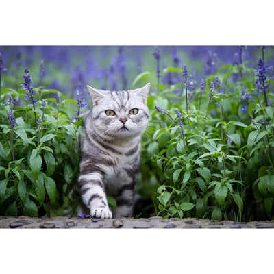A silver tabby cat confidently strolling through a lush garden of green plants and purple flowers.