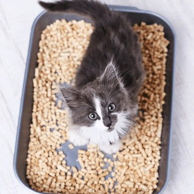 A fluffy grey and white kitten standing in a litter box, looking up curiously.