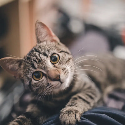 A close-up of a tabby cat with large, soulful eyes, gently resting on someone's lap, looking up attentively.