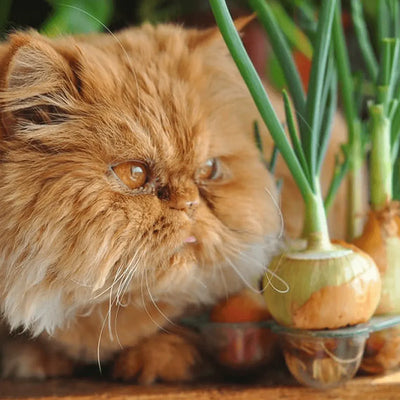 A fluffy Persian cat with deep amber eyes closely examining a sprouting onion on a wooden surface.