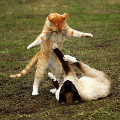 A ginger cat standing triumphantly and a Siamese cat on its back in a defensive pose.