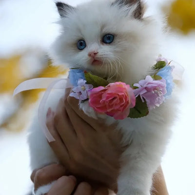 A fluffy white kitten with striking blue eyes, adorned with a colorful floral collar, being gently held in someone's hands.