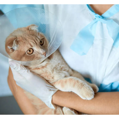 A concerned beige cat with an Elizabethan collar is gently held by a caregiver, showing its expressive eyes and soft fur.