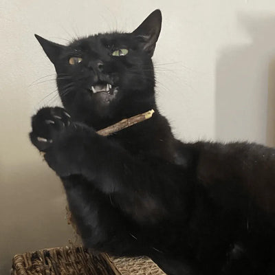 A playful black cat with gleaming eyes, holding a stick of silvervine in its mouth, pawing at the air.