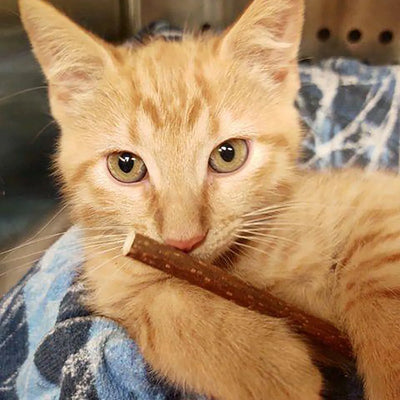 A playful kitten holding a stick, possibly Silvervine, while lounging on a soft blanket.