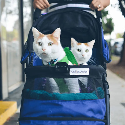 two white and ginger cats looking curious and alert as they peer out from a blue pet stroller, ready for an adventure.