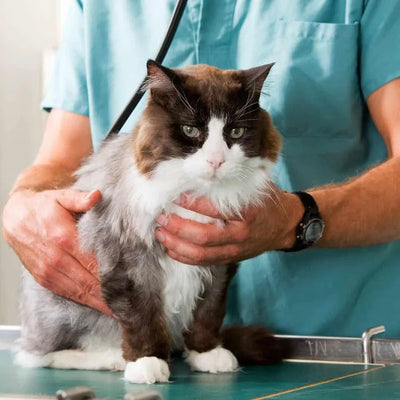 A Ragdoll cat held securely by a veterinarian, expressing calmness and trust during a check-up.
